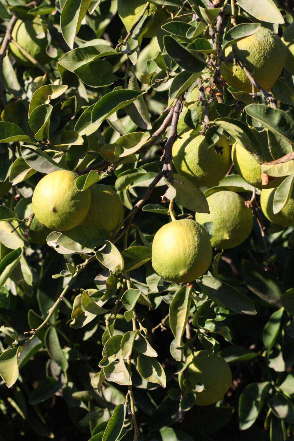            Immature fruit (Riverside, CA)   
